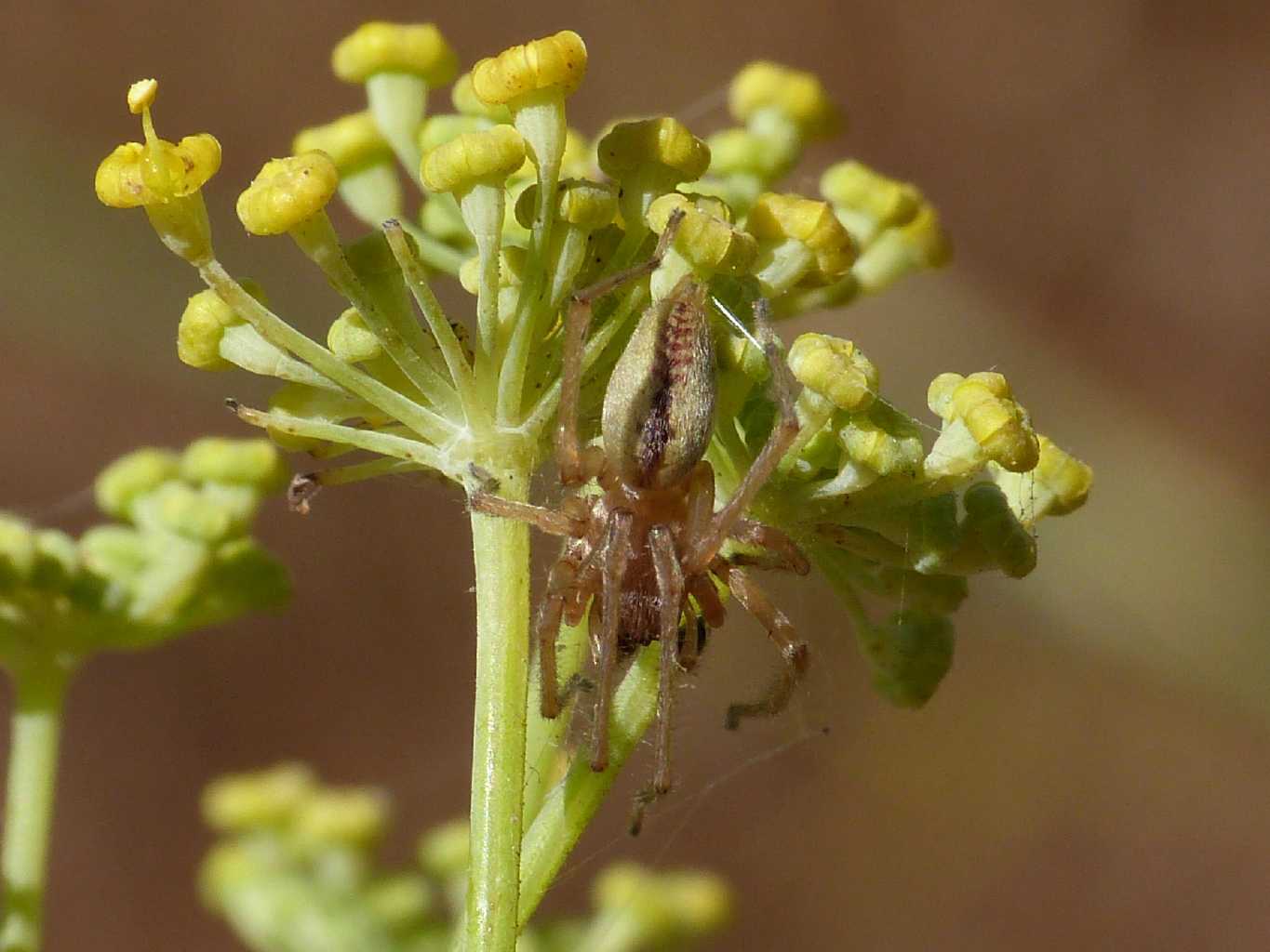 Cheiracanthium cf. pennatum - Santa Teresa Gallura (OT)